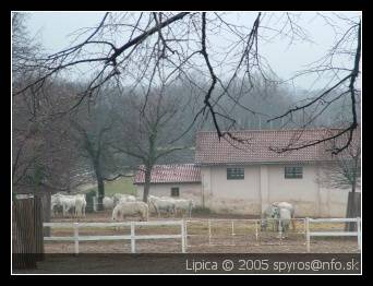 Lipica (Slovenia, Slovenija, Lipizzaners)