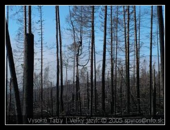 Vysoké Tatry | Veľký jazyk - spálený les