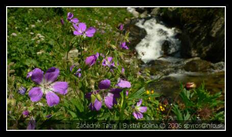 Západné Tatry | Bystrá dolina