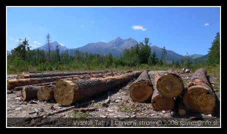 Vysoké Tatry | Červený strom