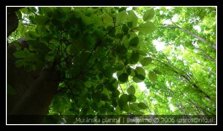 Muránska Planina | Bukový les