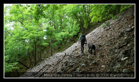 Muránska Planina | Bukový les