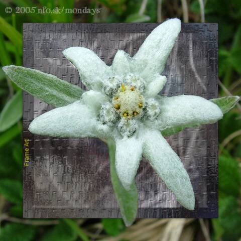 Edelweiss from Piatra Craiului (Romania)